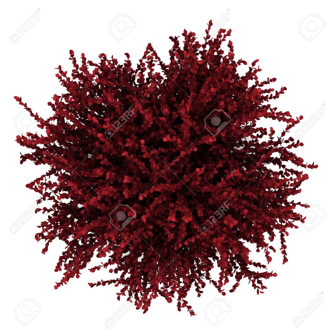 Red Bush Stock Photos & Pictures. Royalty Free Red Bush Images And.