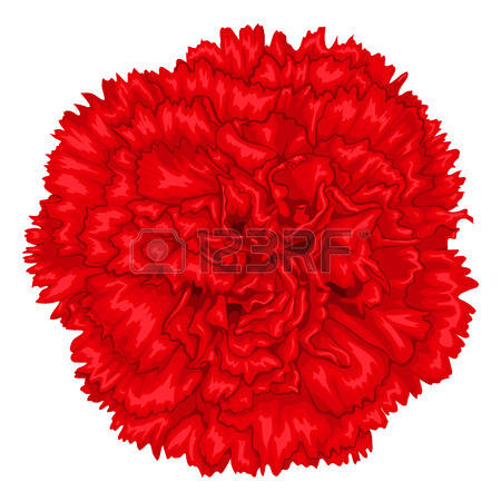 3,297 Carnation Stock Vector Illustration And Royalty Free.