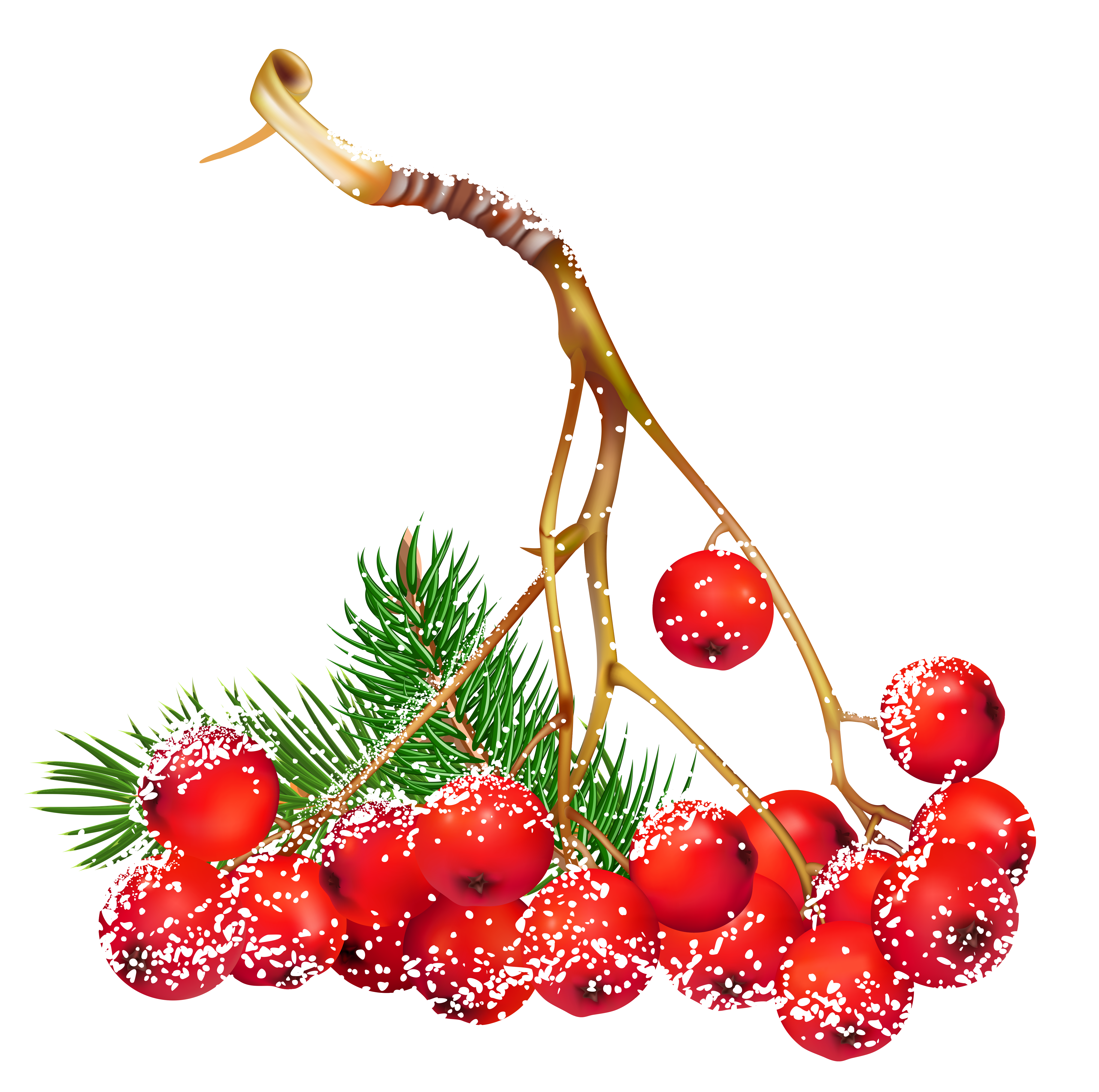 Transparent Christmas Snowy Holly Berries PNG Clipart.