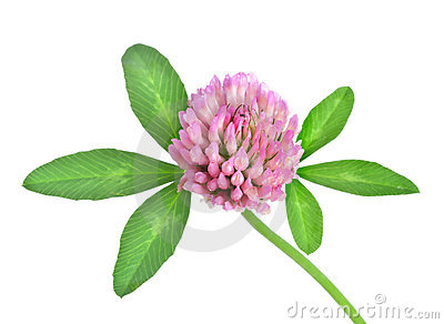 Red Clover Royalty Free Stock Photo.