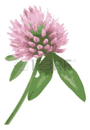 2,210 Red Clover Stock Illustrations, Cliparts And Royalty Free.