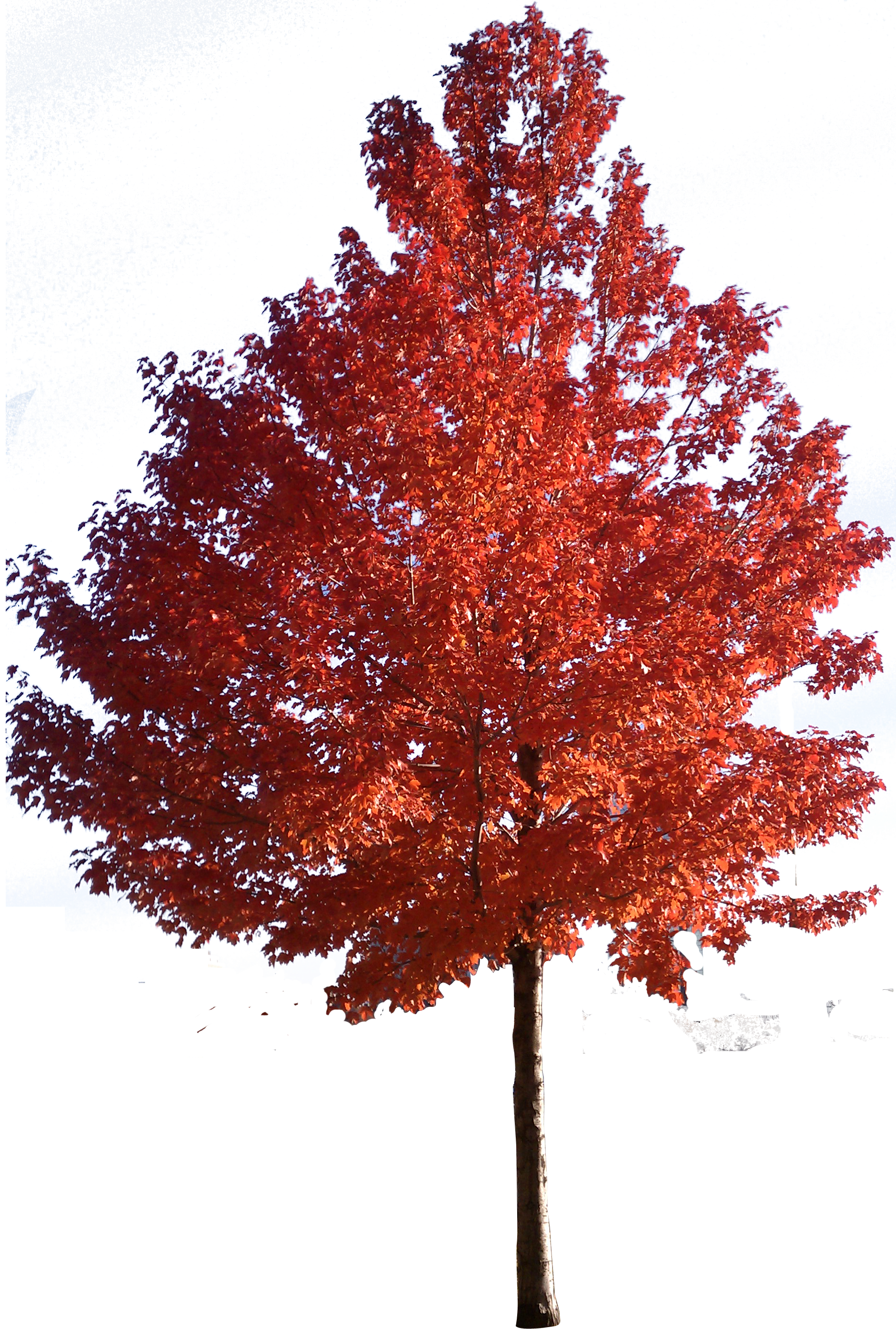 Red tree clipart 20 free Cliparts | Download images on Clipground 2021