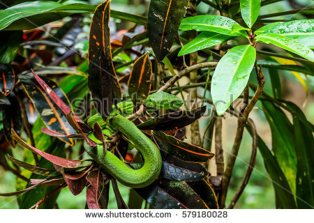 Green Pit Viper Stock Images, Royalty.