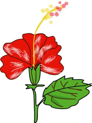 Gumamela Flowers With Label.
