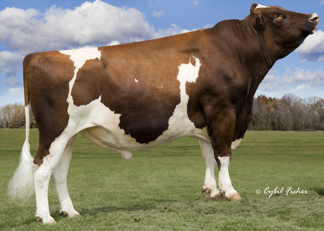 Similiar Holstein Cattle Bulls Keywords.