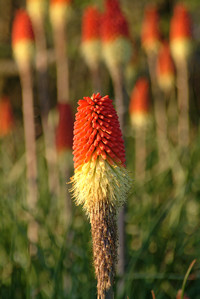 Red Hot Poker Photo Clipart Image.