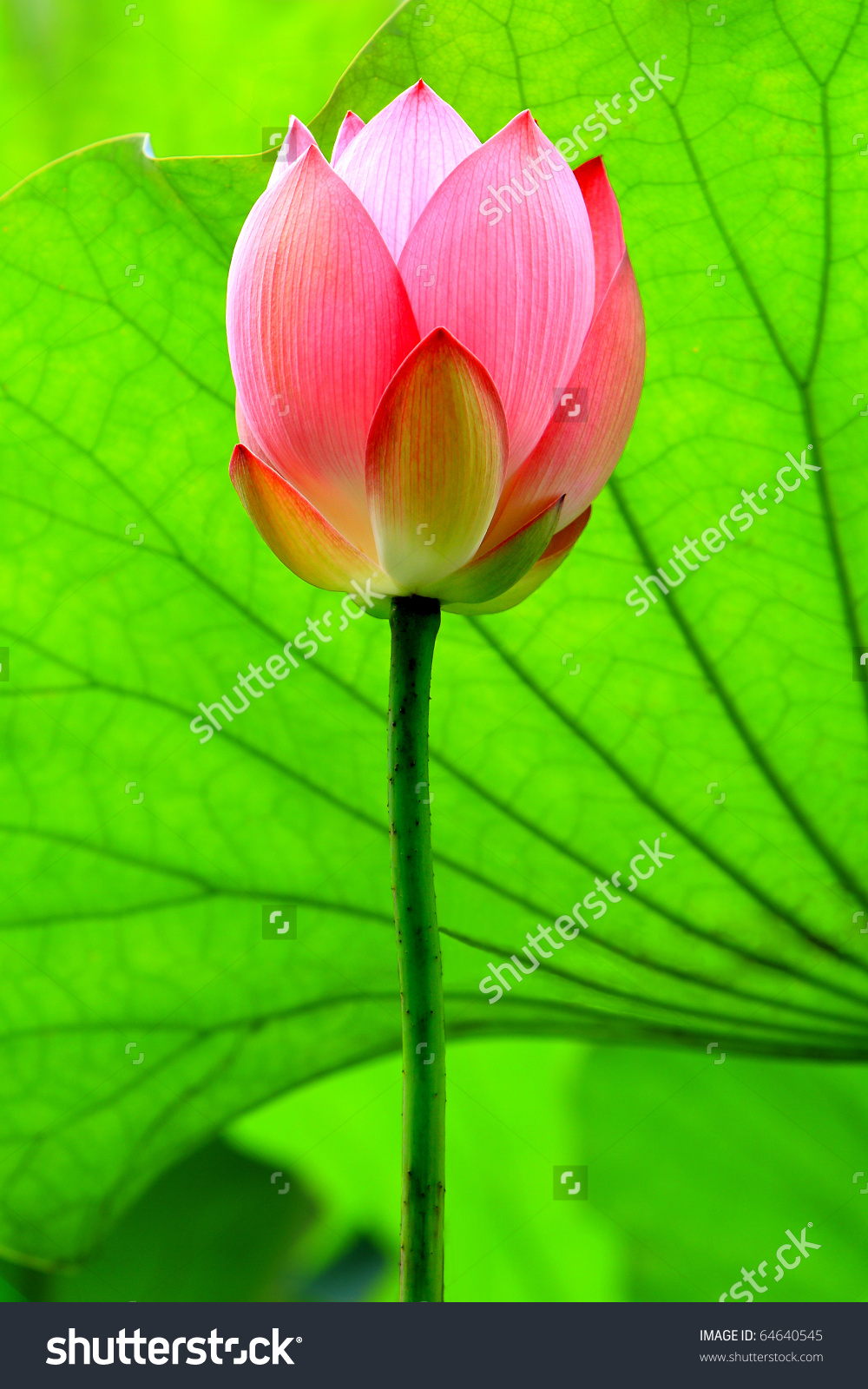 Red Lotus Flower Bud Against Green Stock Photo 64640545.