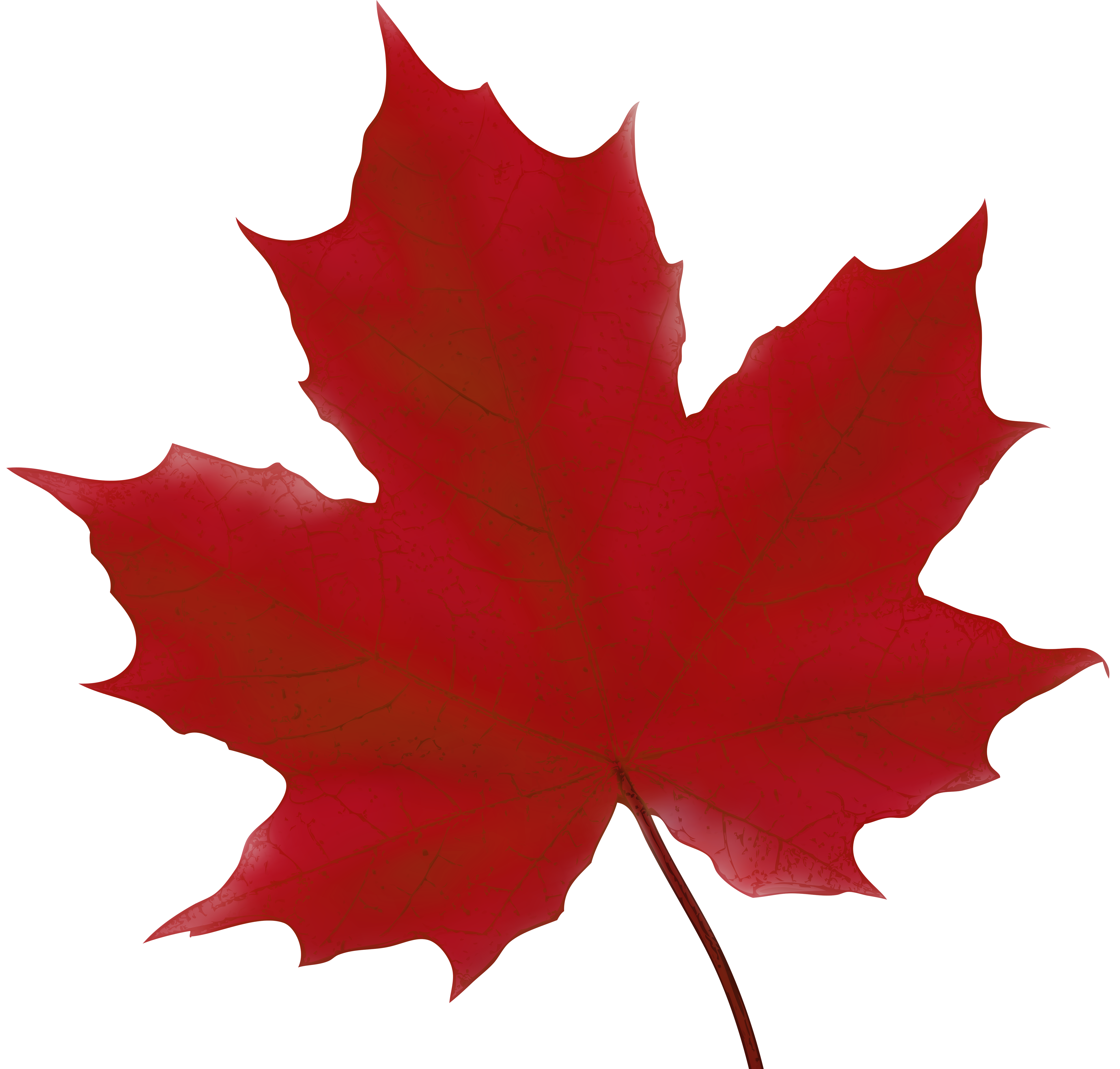 Maple Leaf Red PNG Clip Art Image.