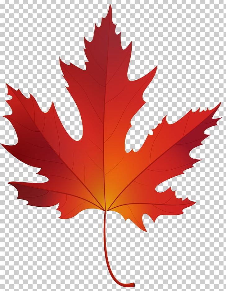 big leaf maple clip art