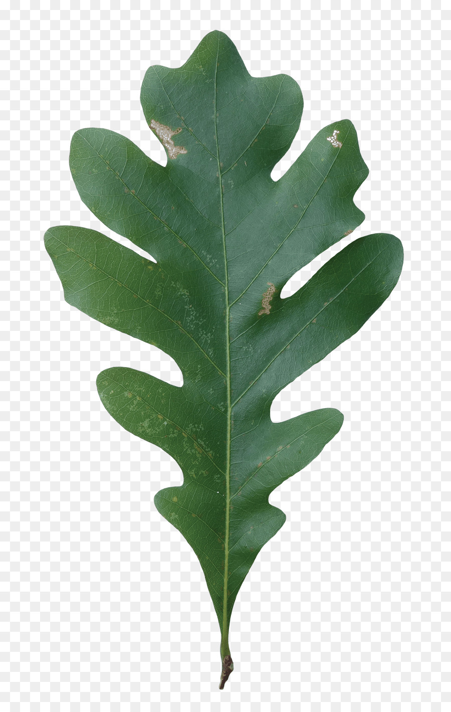 Oak Tree Leaf clipart.