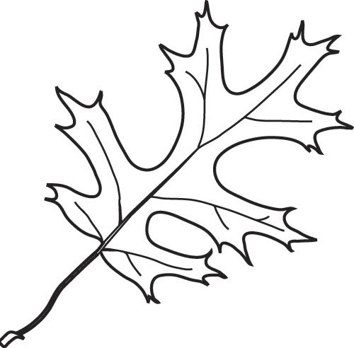 Free Picture Of Oak Leaves, Download Free Clip Art, Free.