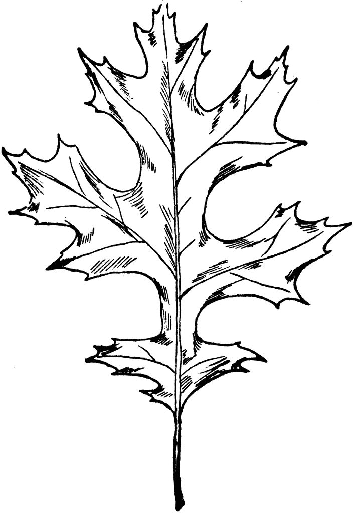 Oak tree leaf clipart.