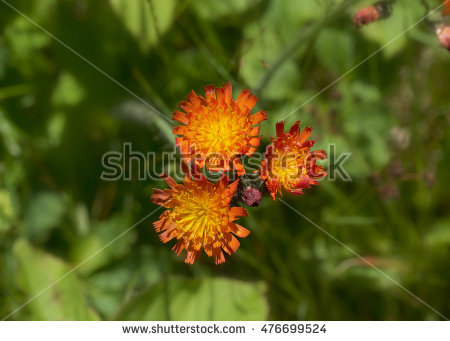 Orange Hawkweed Stock Photos, Royalty.