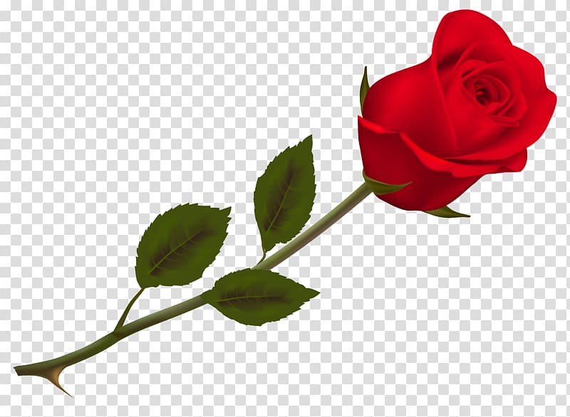 Rose , Beautiful Red Rose , red rose transparent background.