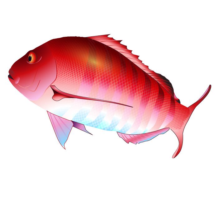 Sport Fish Clipart.