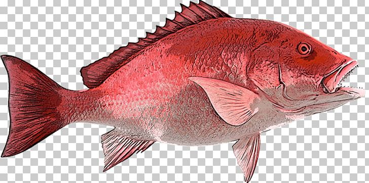 Northern Red Snapper Fishing B & A Seafood Inc PNG, Clipart.