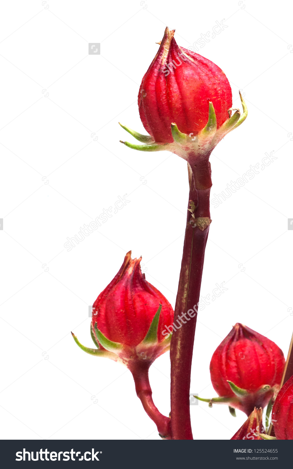 Reselle, Red Sorrel A White Background. Stock Photo 125524655.