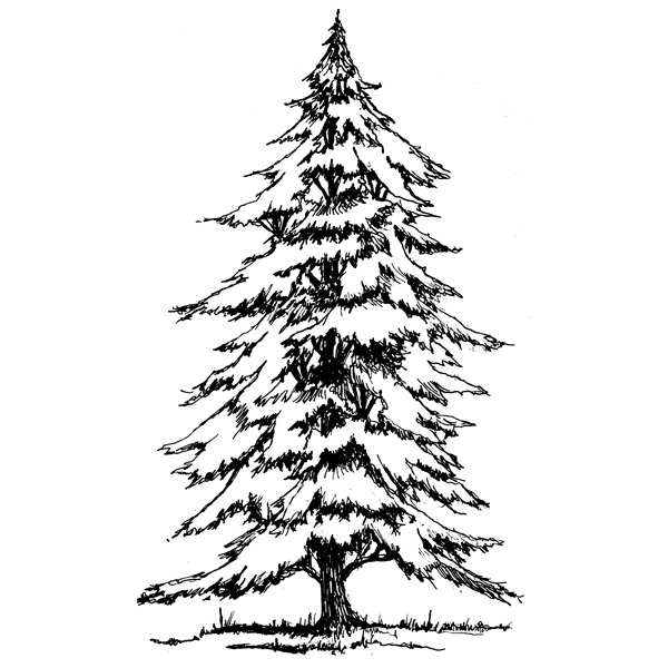 Amazing How To Draw A Spruce Tree in the year 2023 Learn more here 