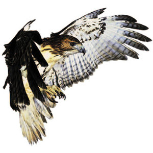 Red tailed hawk clipart.