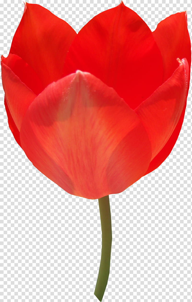 Tulip , red tulip transparent background PNG clipart.