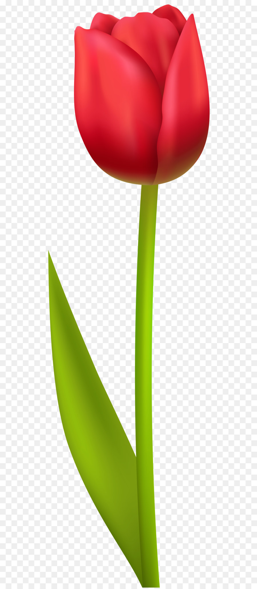red tulip clipart 10 free Cliparts | Download images on Clipground 2021