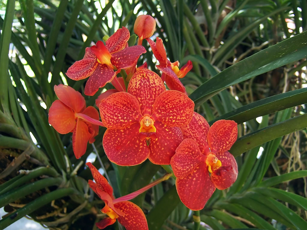 Best orchids in the world.