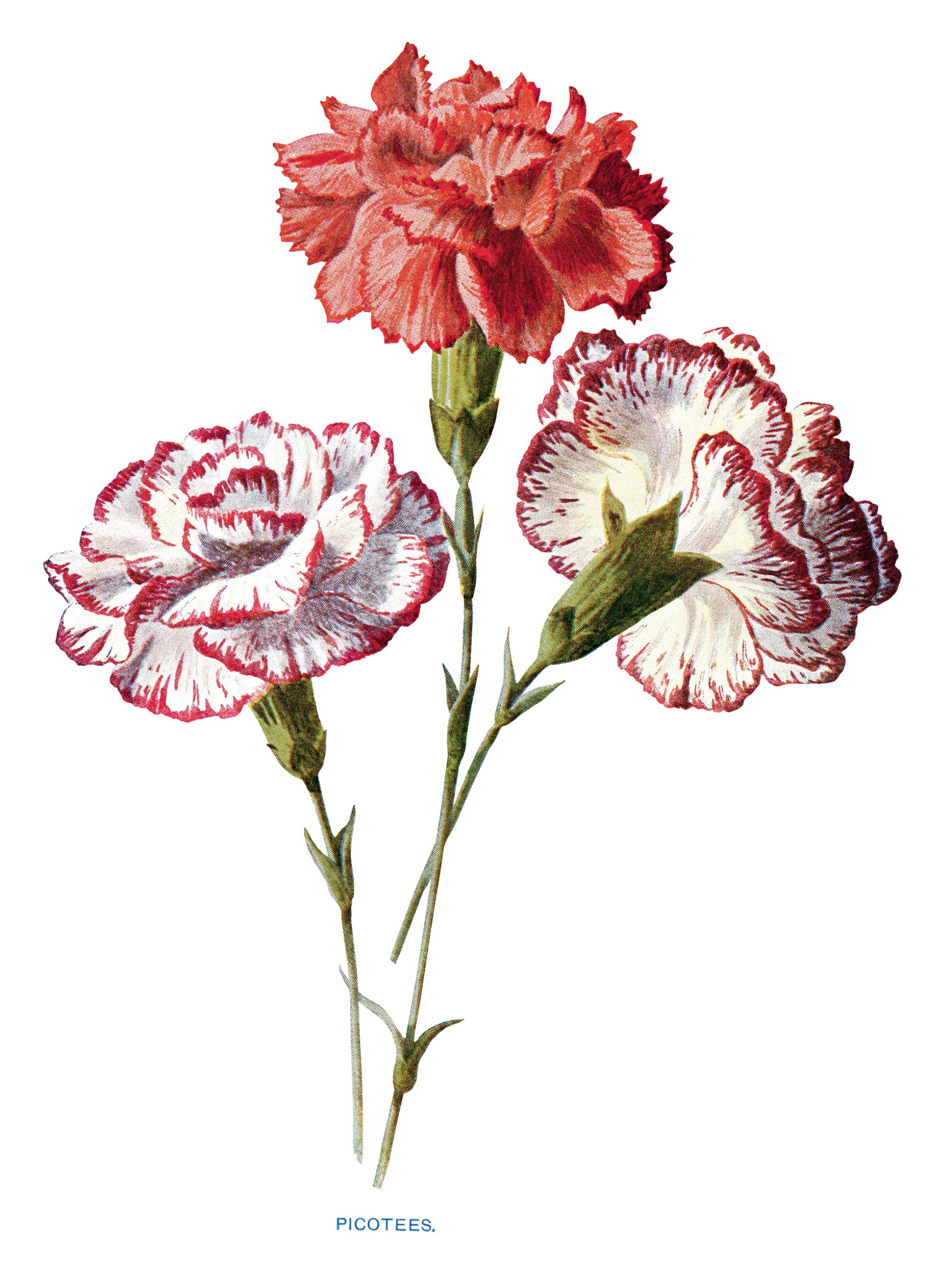 free vintage carnation clip art red white picotees flower.