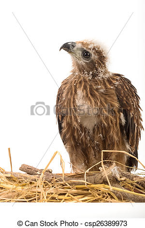 Picture of Young Brahminy Kite , Red.