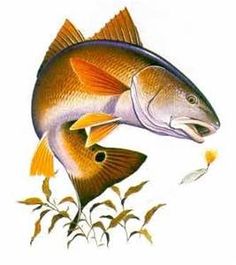 Redfish clipart 20 free Cliparts | Download images on ...