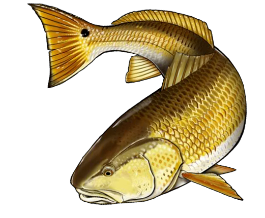 Redfish clipart 20 free Cliparts | Download images on ...