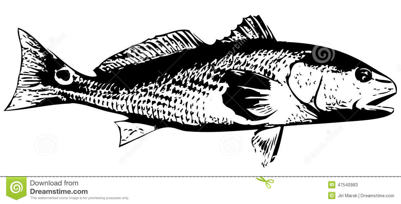 Download Redfish clipart 20 free Cliparts | Download images on ...