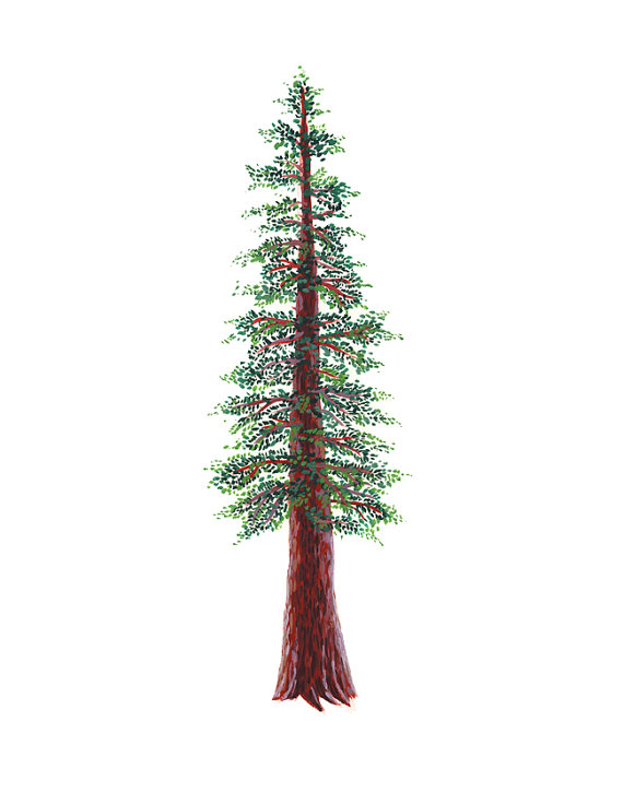 redwood tree images clip art 10 free Cliparts | Download images on