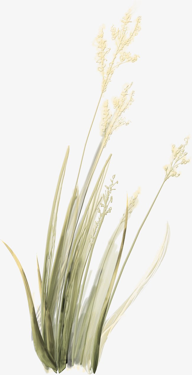 Reed Png & Free Reed.png Transparent Images #37001.