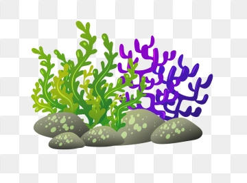 Coral Reef PNG Images.