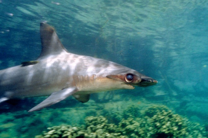 Humans Have Promoted the Reef Shark to Apex Predator.