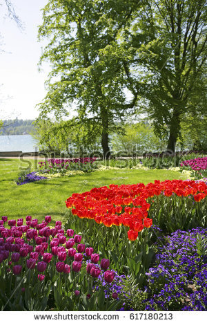 Tulips Longwood Gardens Stock Photo 52098829.