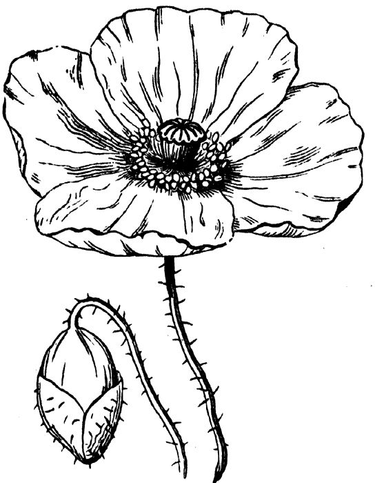 1000+ images about Love Poppies on Pinterest.