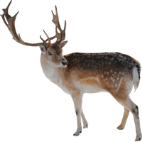 Download Reindeer Free PNG photo images and clipart.