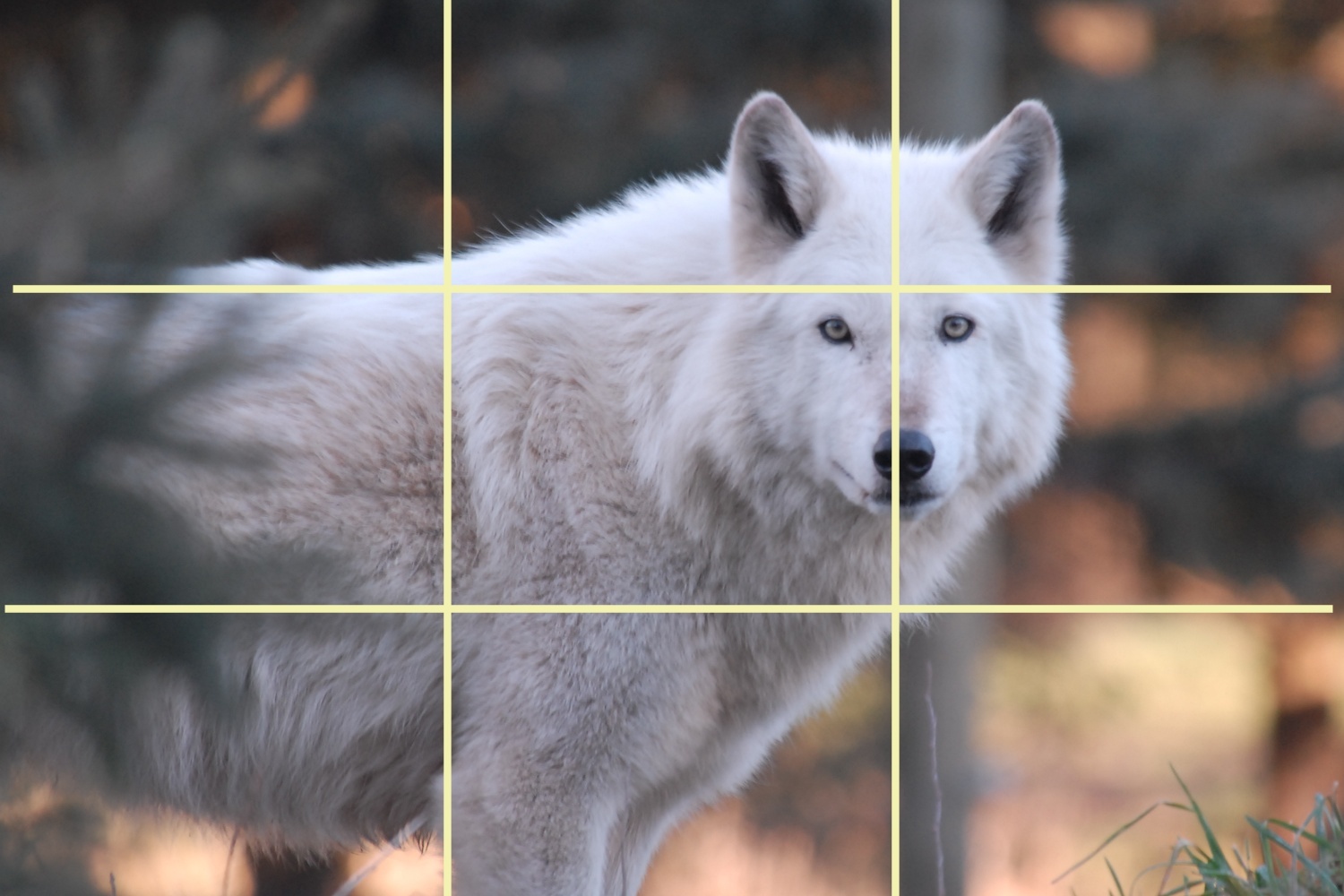 Remember the Rule of Thirds