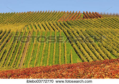 Stock Photography of "Vineyard in autumn, Trollinger, near.
