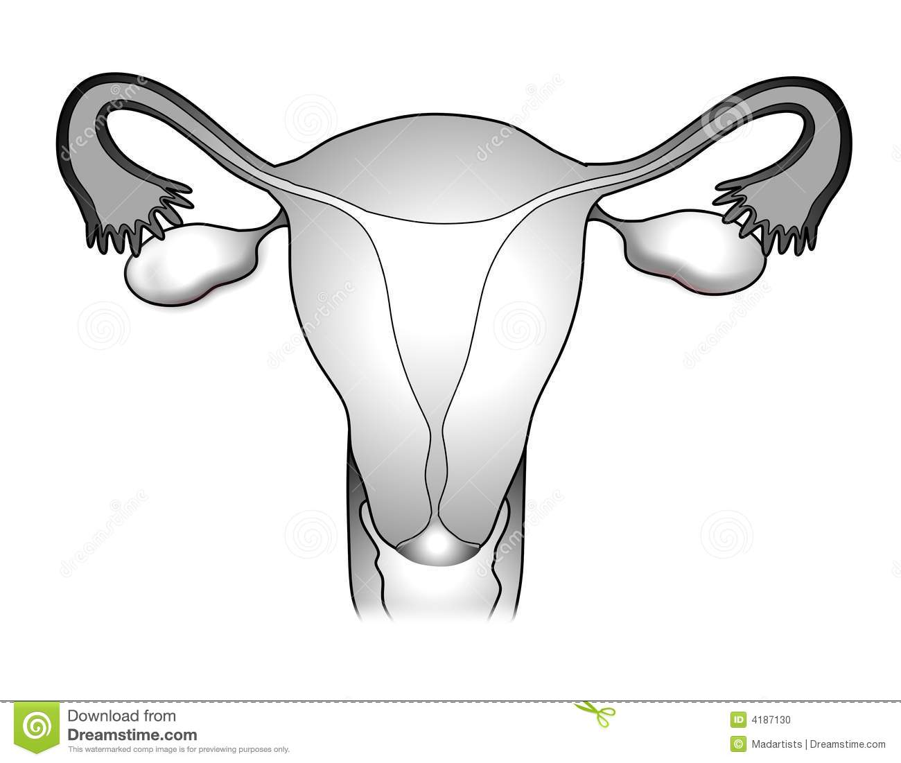 Женские половые органы яичник. Женская половая система черно белая. Женская репродуктивная система рисунок. Женская половая система схематично. Матка схематично и яичники.