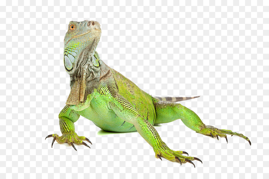 reptile png 10 free Cliparts | Download images on Clipground 2021