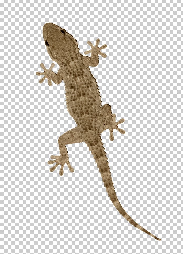 Agama Tokay Gecko Lizard Reptile PNG, Clipart, Agama.