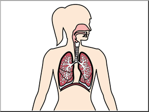 Clip Art: Human Anatomy: Respiratory System Color Blank I.