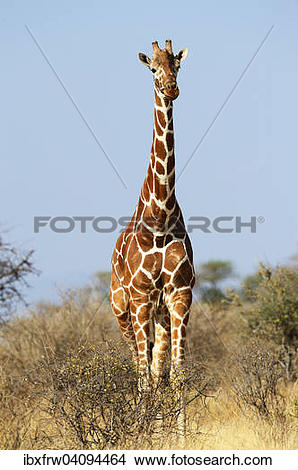 Stock Photo of Reticulated giraffe, Somali Giraffe (Giraffa.