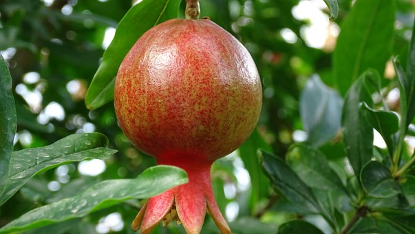 Pomegranate.