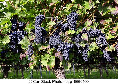 Stock Photography of Pinot Noir Grapes in Rheinhessen, Germany.