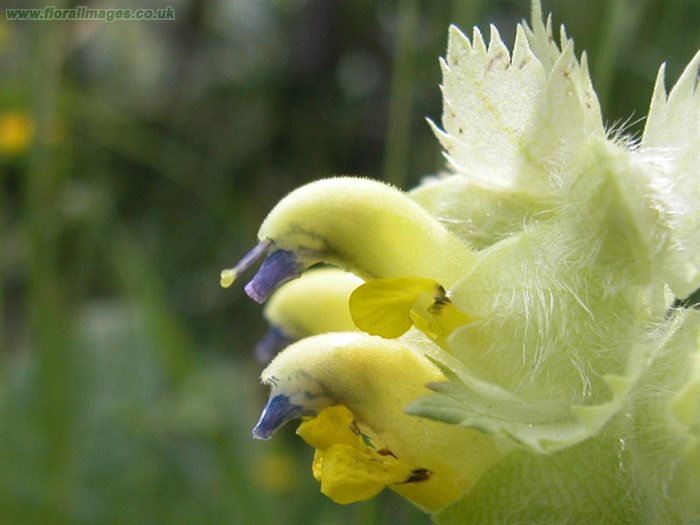 Rhinanthus alectorolophus, picture 1 of 2.