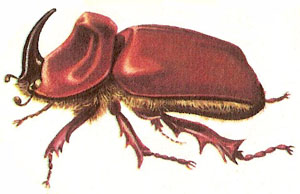 Hercules Beetle Clipart.