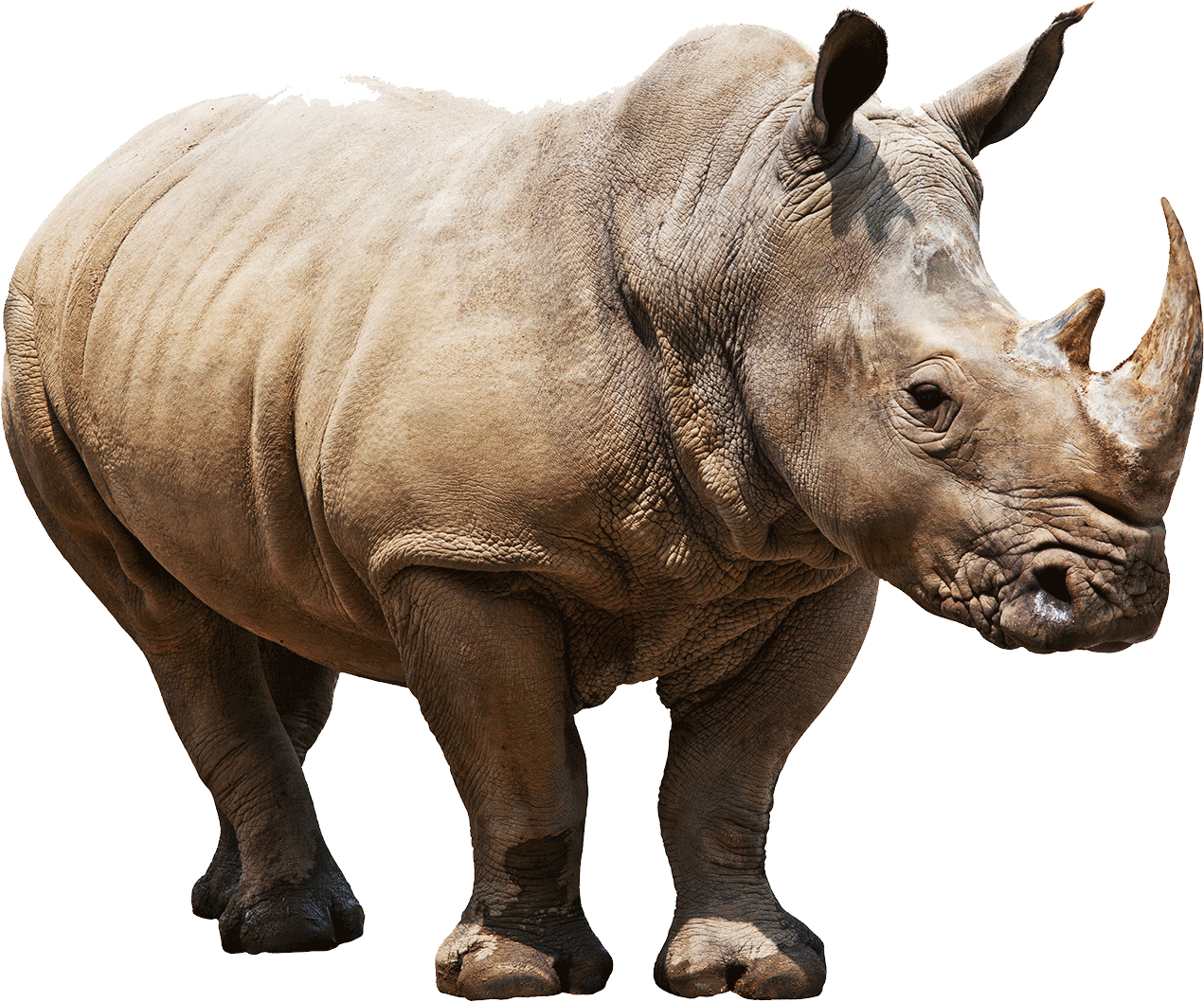 rhinoceros png 10 free Cliparts | Download images on Clipground 2021